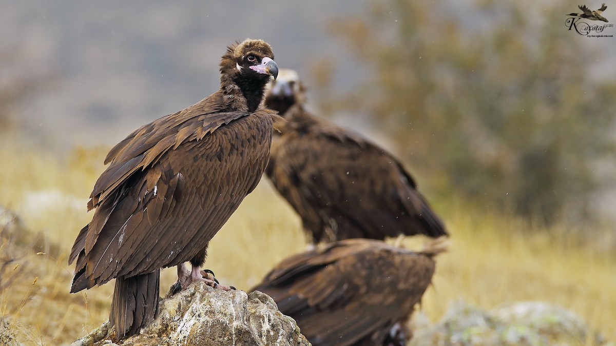 Cinereous Vulture - ML205215701