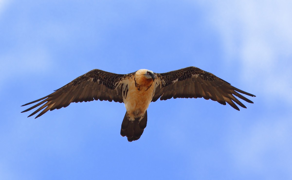 Bearded Vulture (Eurasian) - Prof.Dr. Ahmet Karatash