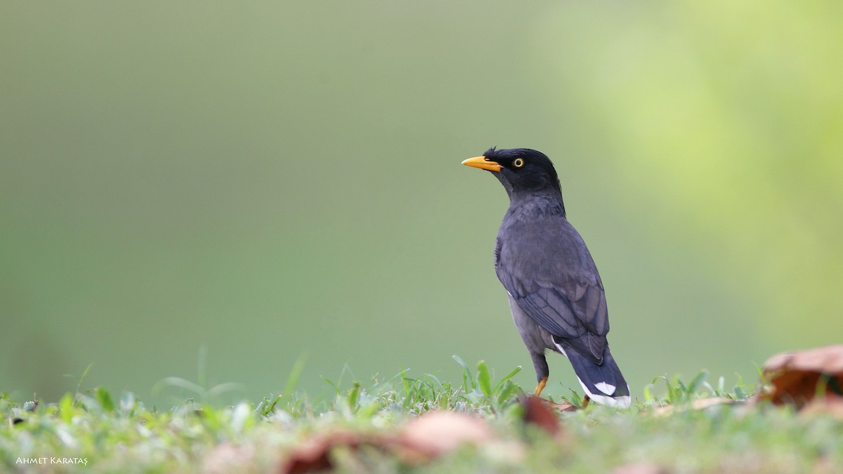 Javan Myna - Prof.Dr. Ahmet Karatash