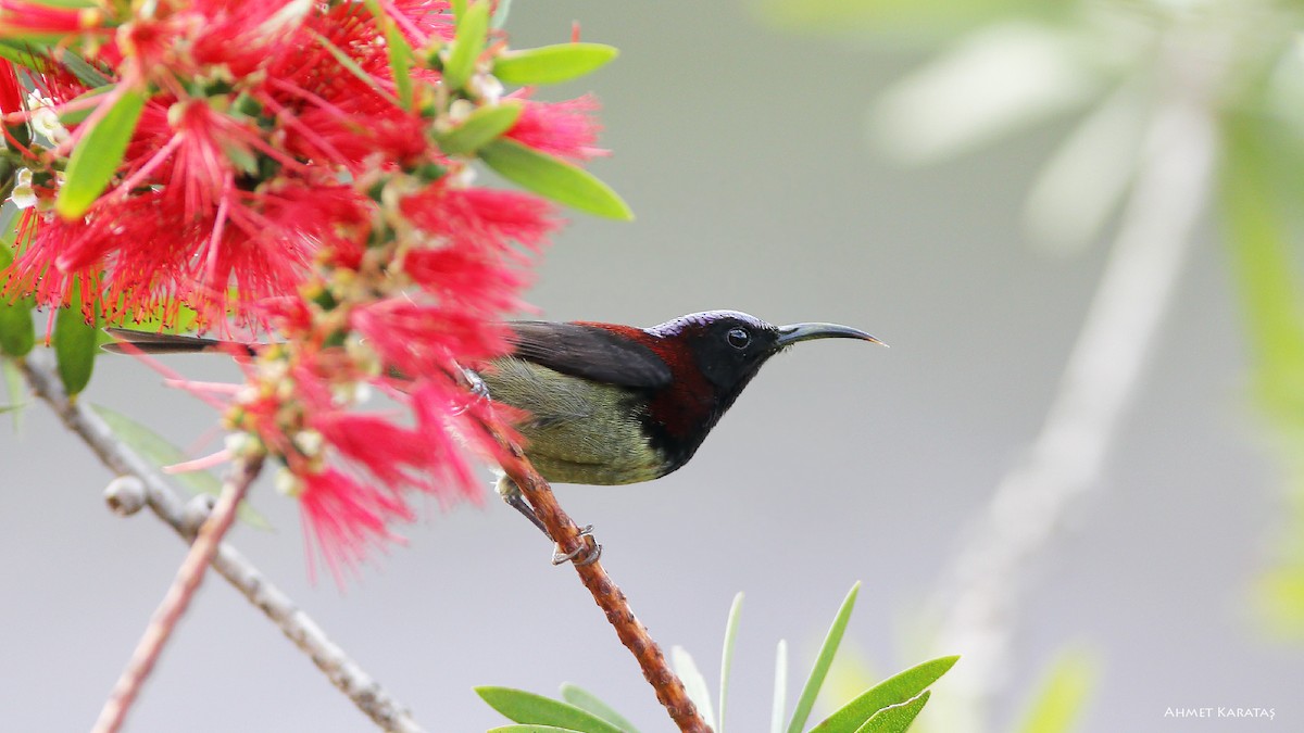 Black-throated Sunbird - Prof.Dr. Ahmet Karatash