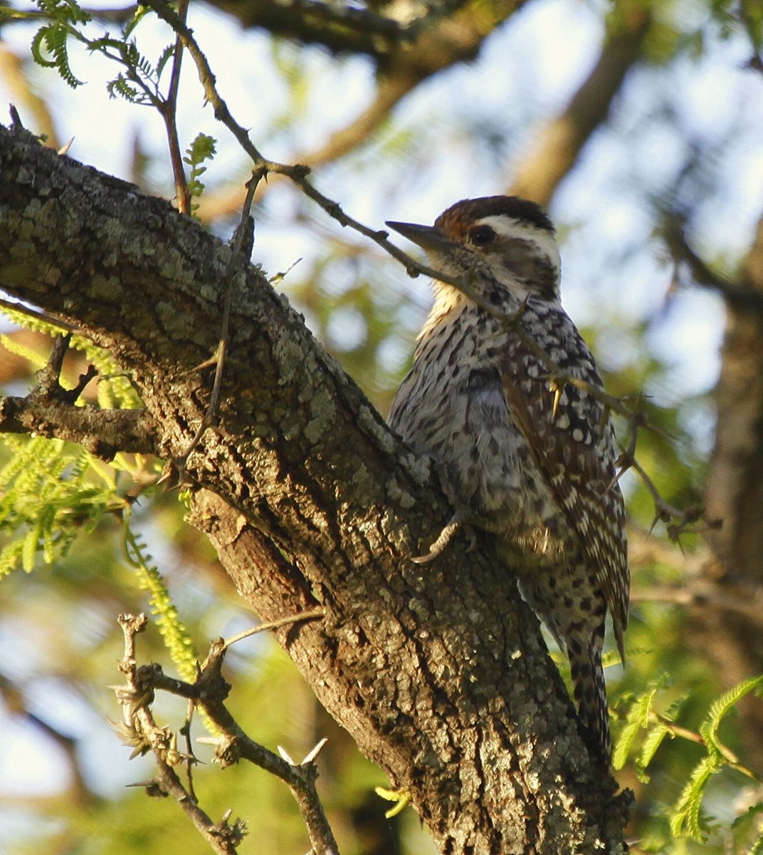 Checkered Woodpecker - Carmelo López Abad