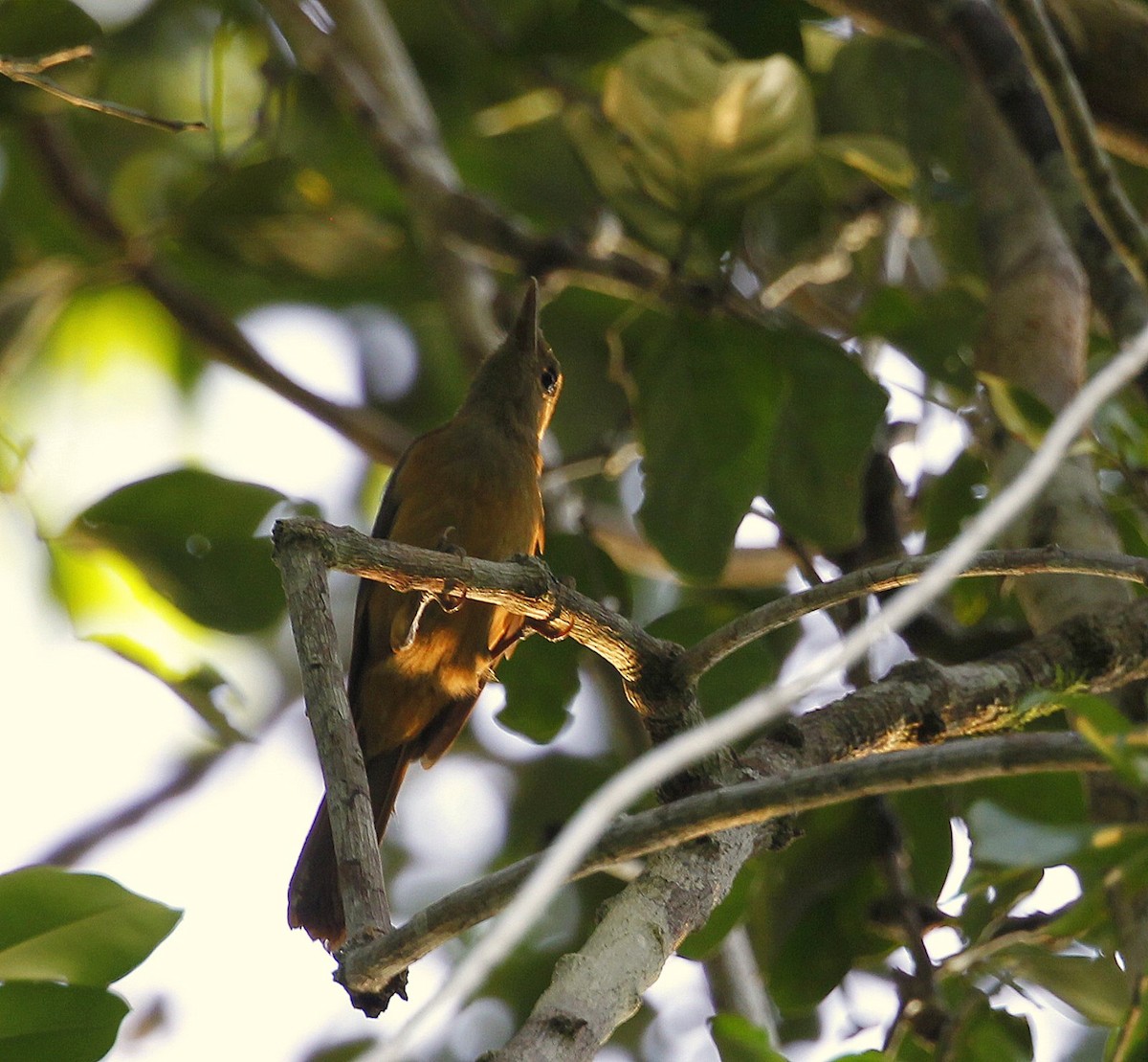Northern Variable Pitohui - Carmelo López Abad