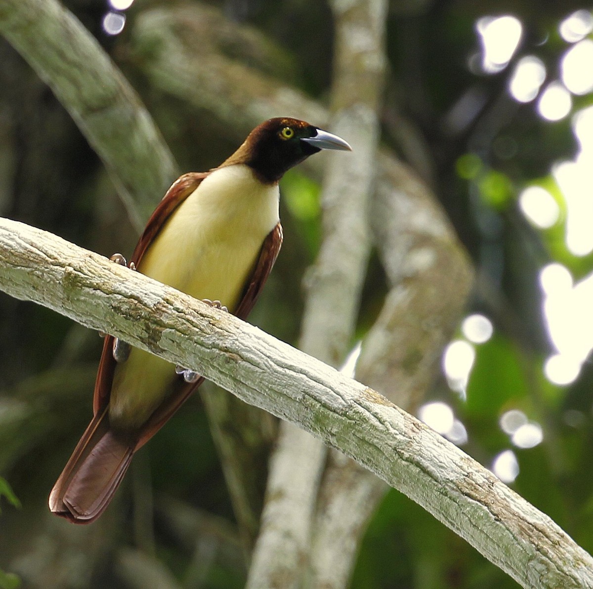 Lesser Bird-of-Paradise - ML205216231