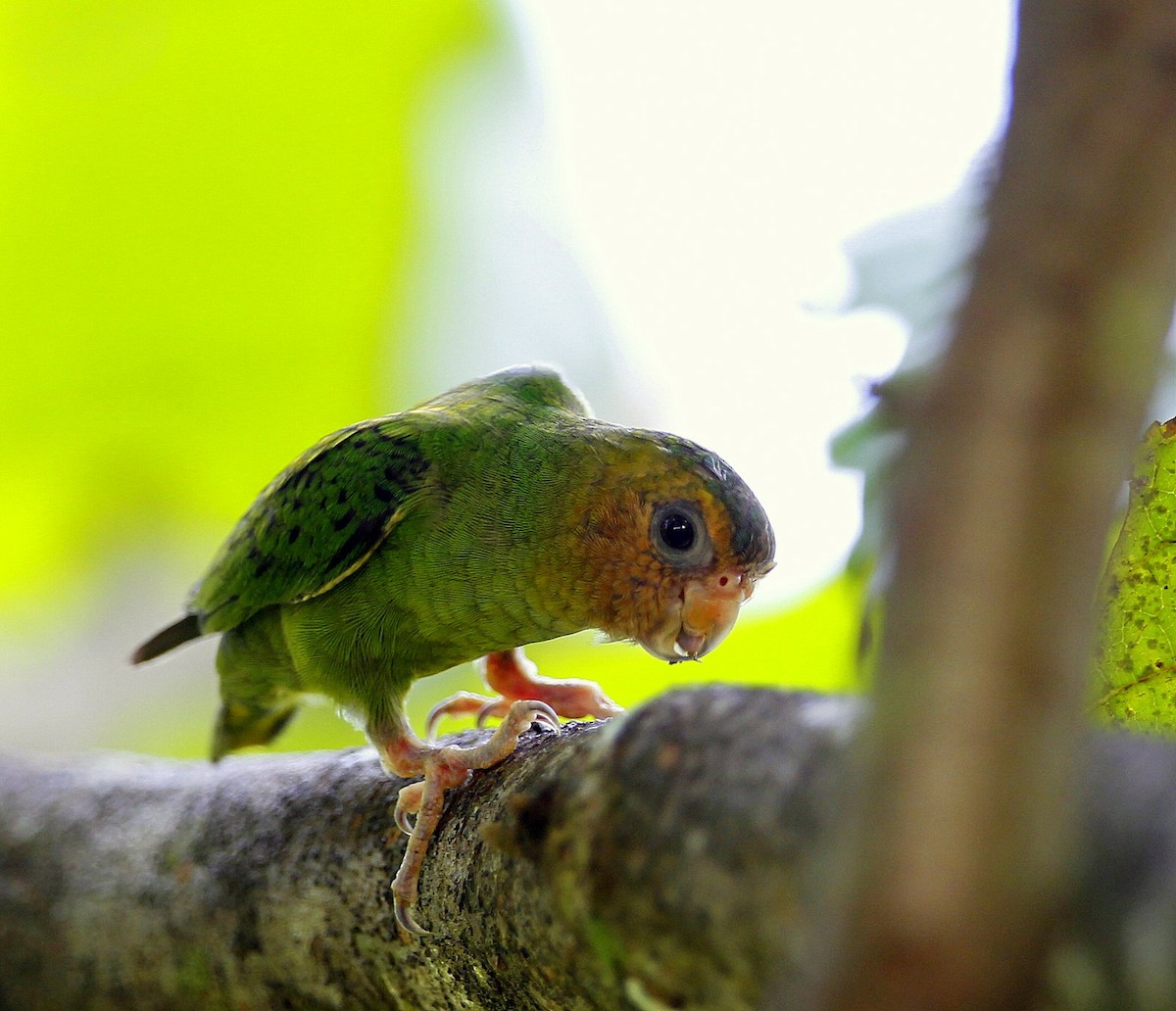 Buff-faced Pygmy-Parrot - Carmelo López Abad