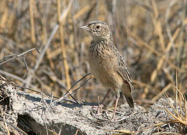 Eastern Clapper Lark - ML205217421