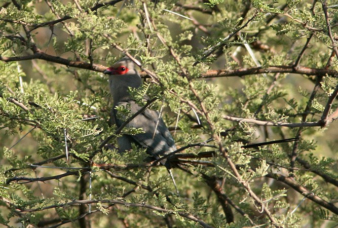 Red-faced Mousebird - ML205217451