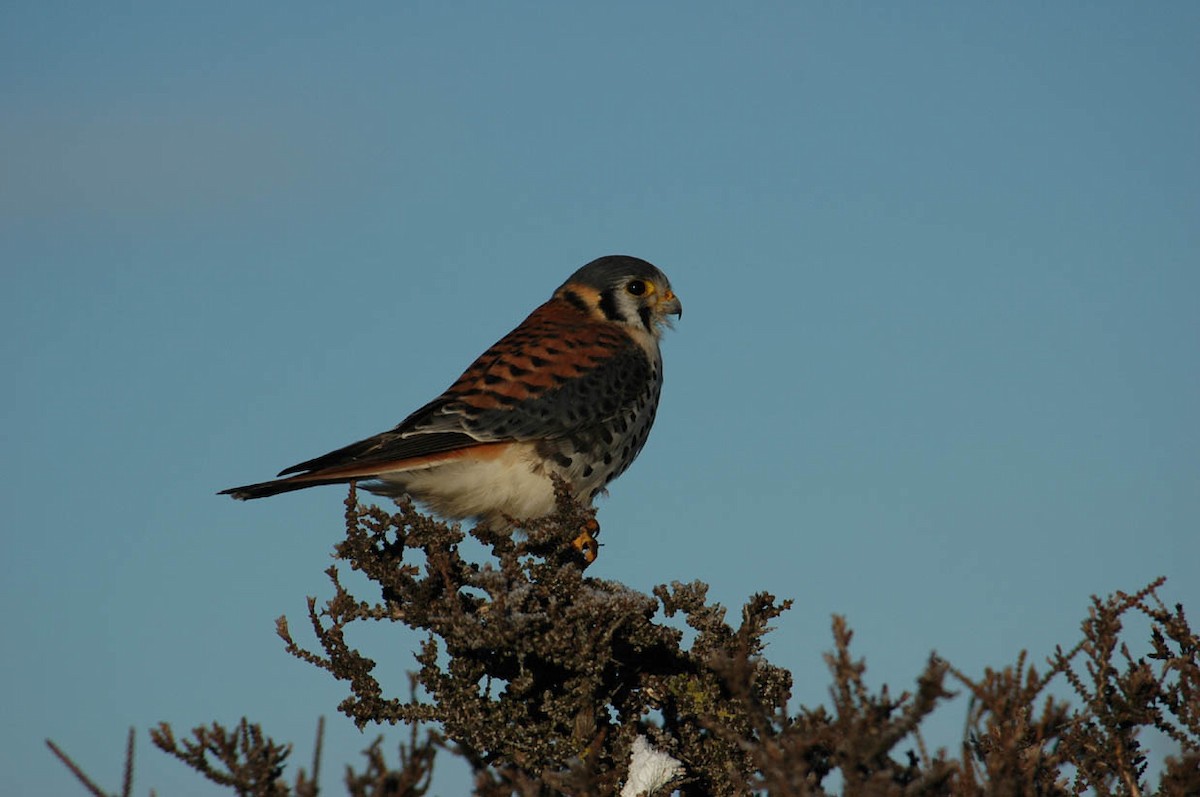 American Kestrel (South American) - ML205217741