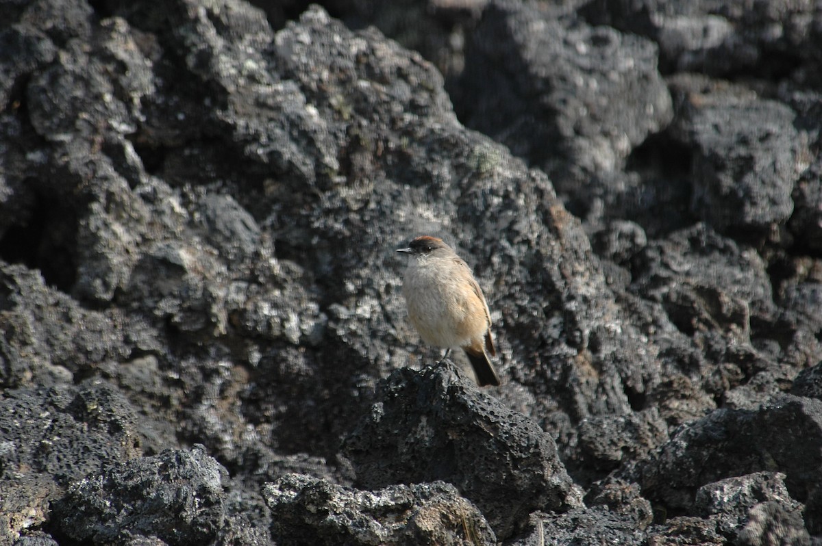 Cinnamon-bellied Ground-Tyrant - ML205218001