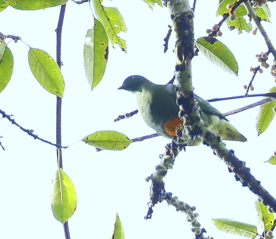 Orange-bellied Fruit-Dove - ML205218131