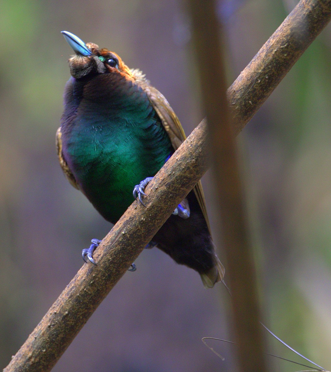 Magnificent Bird-of-Paradise - ML205218241