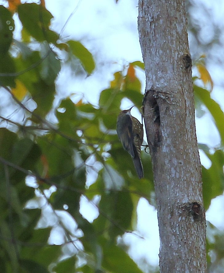 Papuan Treecreeper - ML205218271