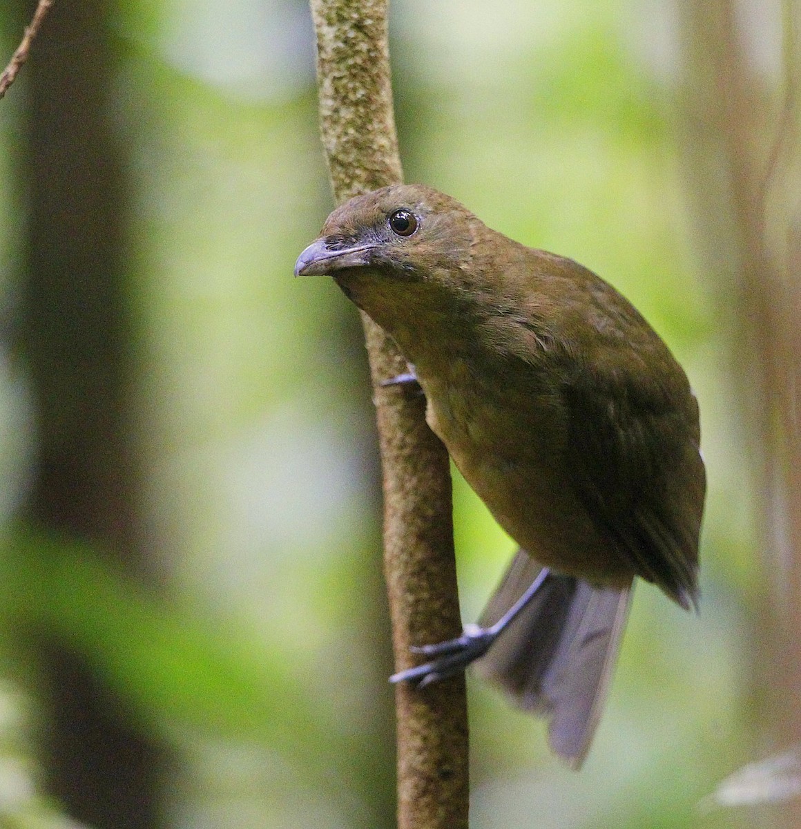 Vogelkop Bowerbird - ML205218301