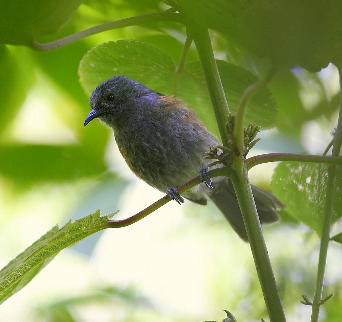 Rufous-sided Honeyeater - ML205218371