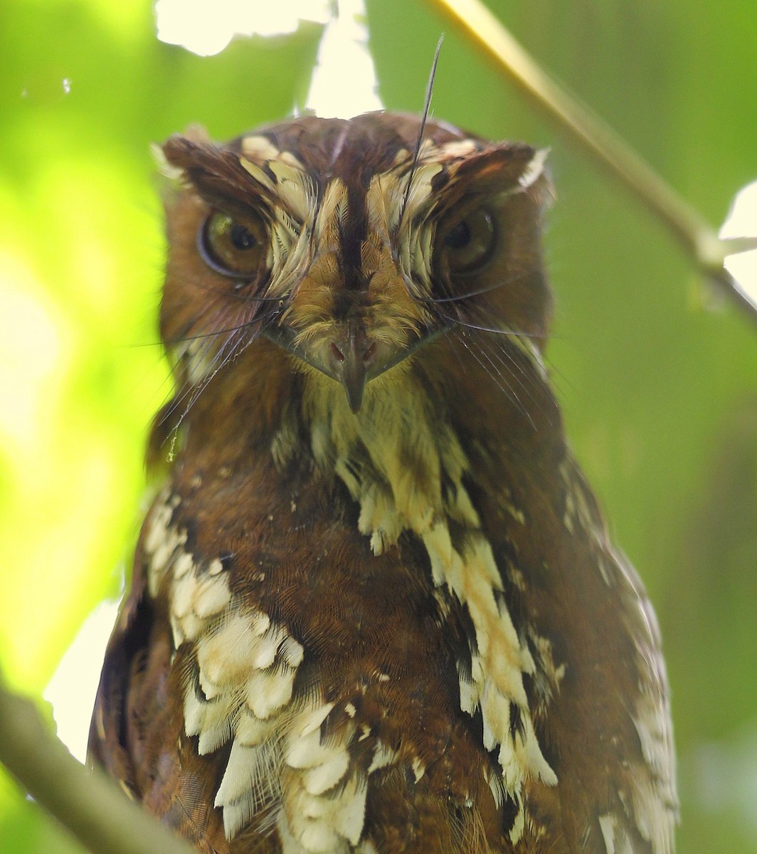 Feline Owlet-nightjar - Carmelo López Abad