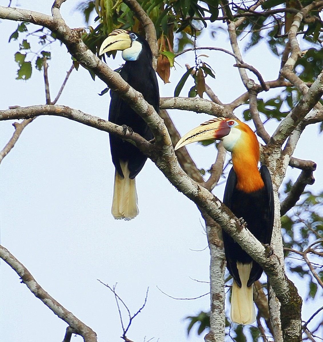 Blyth's Hornbill - ML205218471