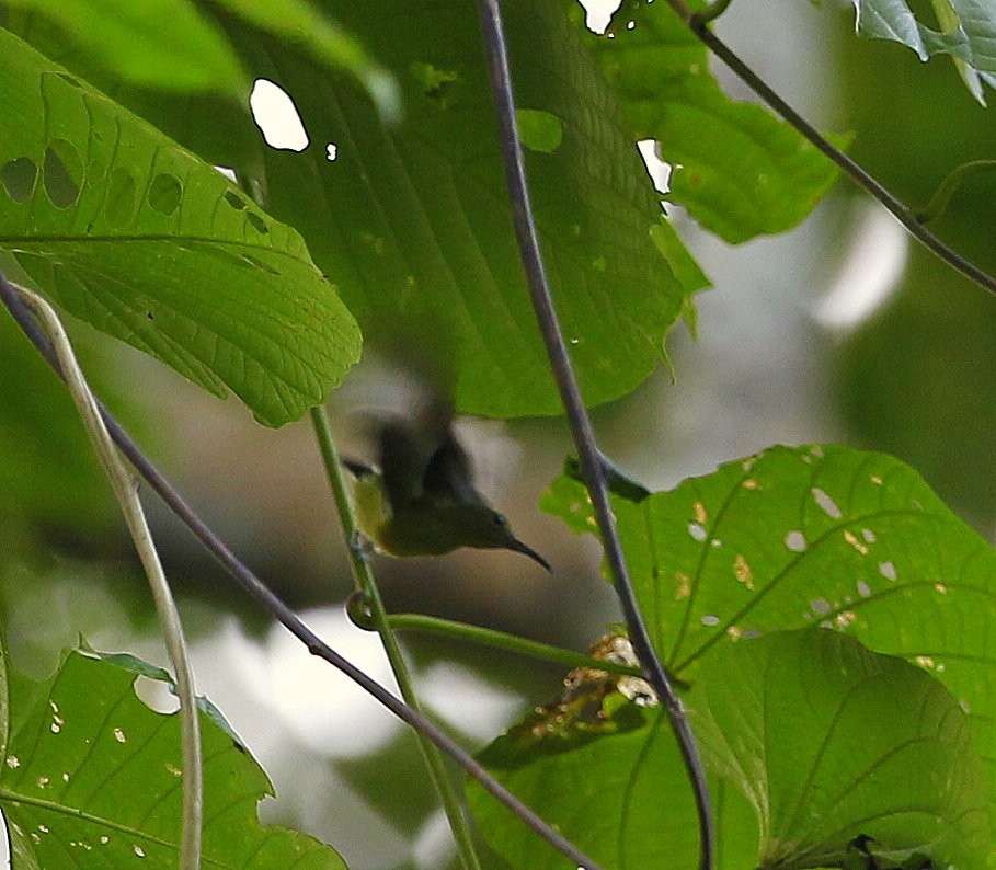 Spectacled Longbill - ML205218561