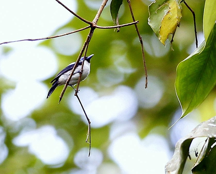 Frilled Monarch - ML205218581