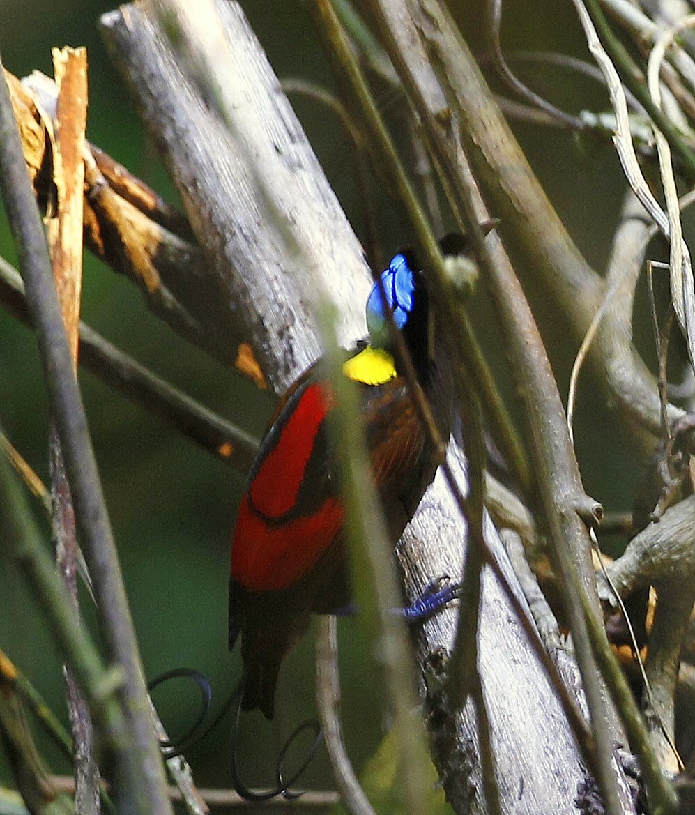 Wilson's Bird-of-Paradise - ML205218611