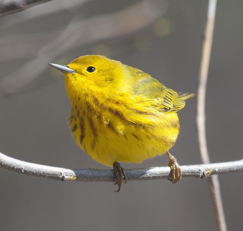 Yellow Warbler - ML205218991