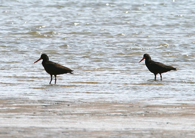 African Oystercatcher - ML205219391