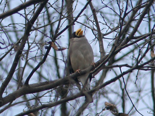 Japanese Grosbeak - ML205219521