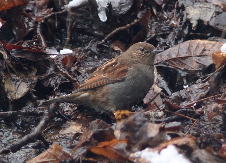 Japanese Accentor - ML205219601