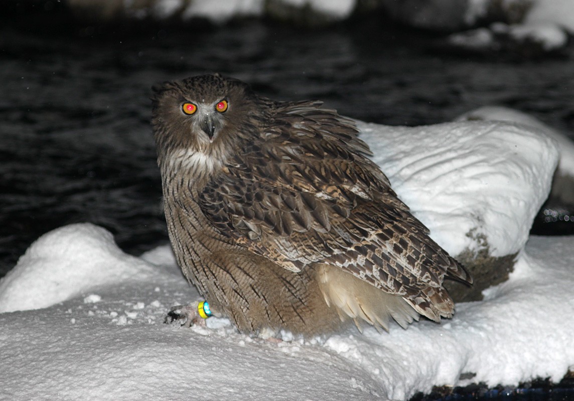 Blakiston's Fish-Owl - ML205219611