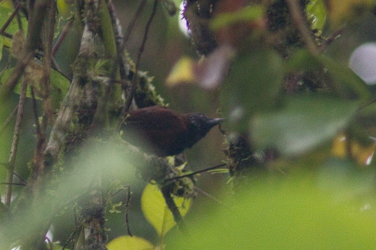 Black-throated Wren - ML205219721