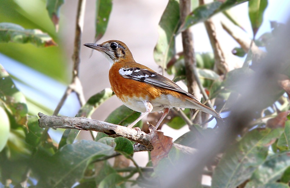 Orange-banded Thrush - Robert Hutchinson