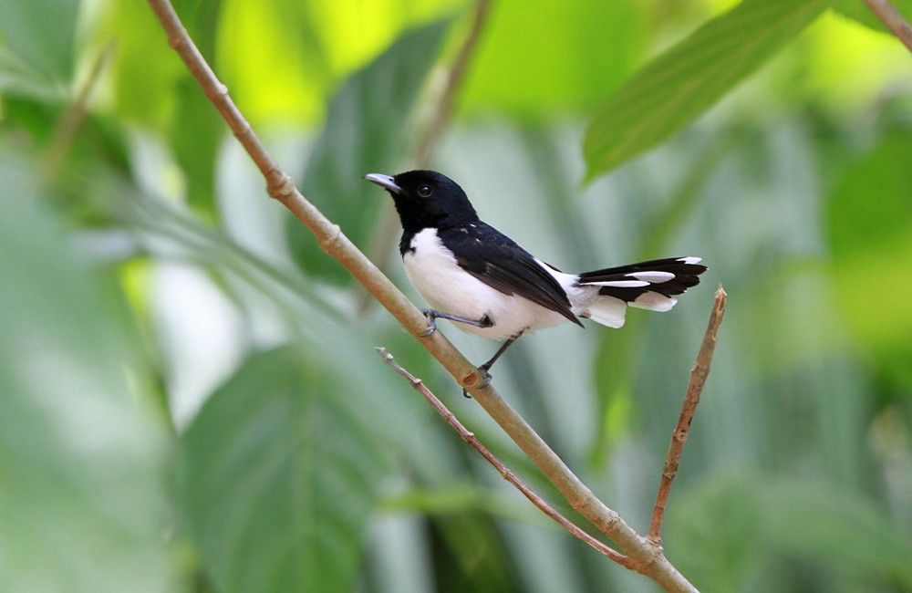 White-tipped Monarch - ML205219801