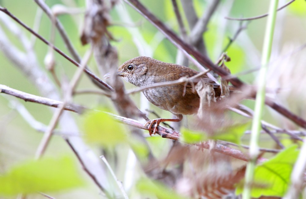 Javan Bush Warbler (Timor) - Robert Hutchinson