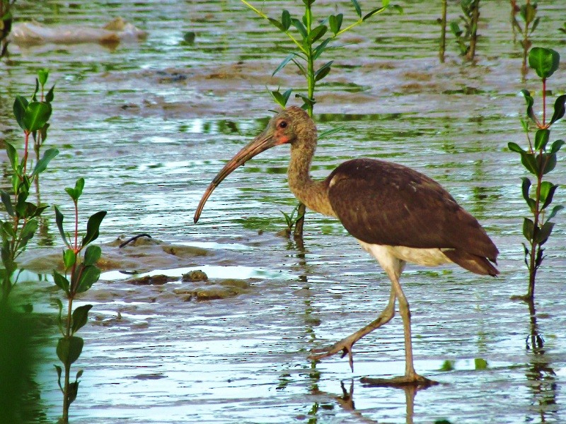 Scarlet Ibis - nigel lallsingh