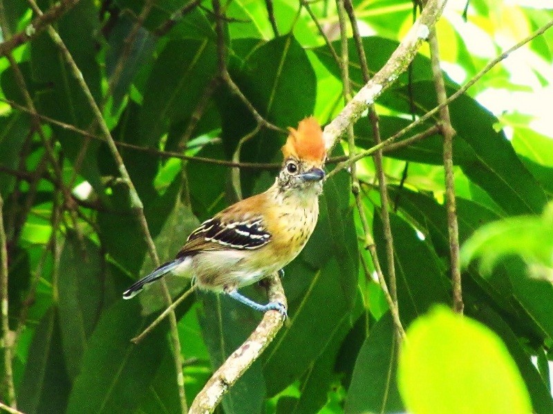 Black-crested Antshrike (Black-crested) - ML205220101