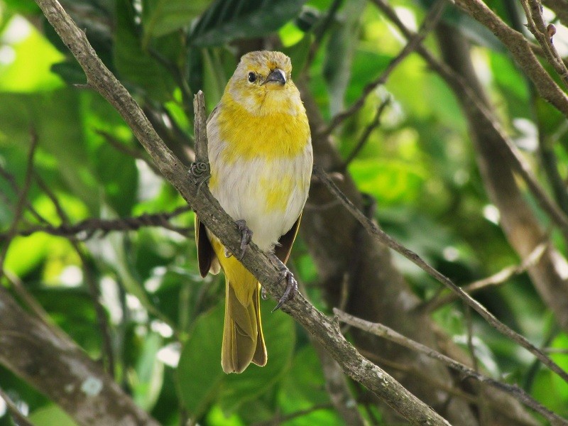 Saffron Finch - ML205220191