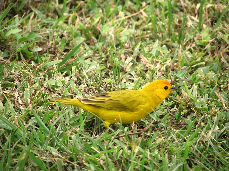 Saffron Finch - ML205220201