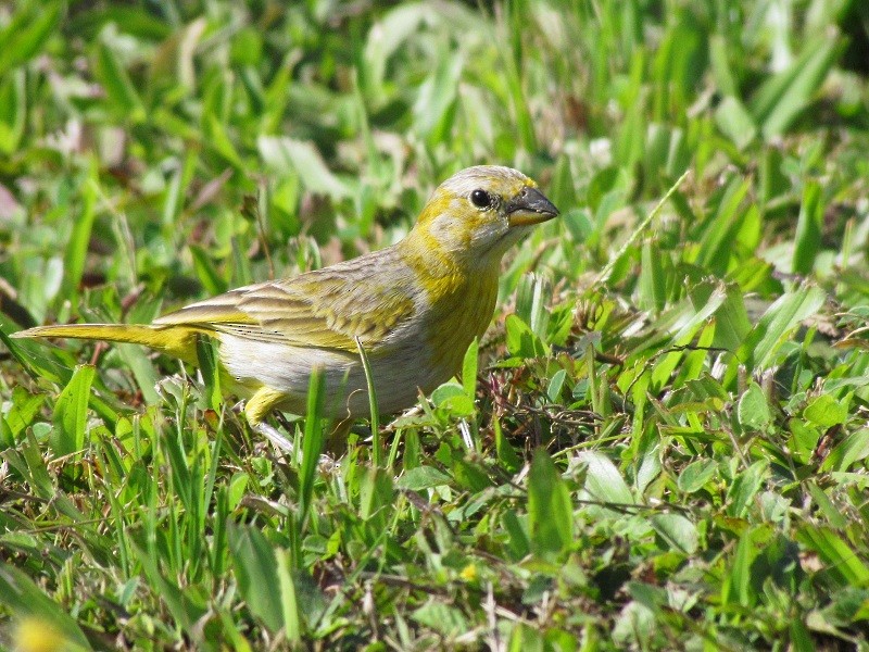 Saffron Finch - ML205220211