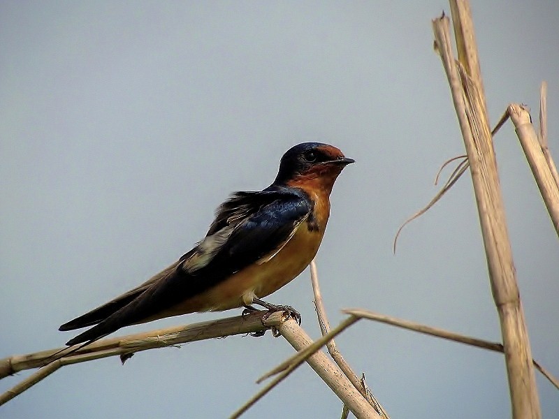 Barn Swallow - ML205220251