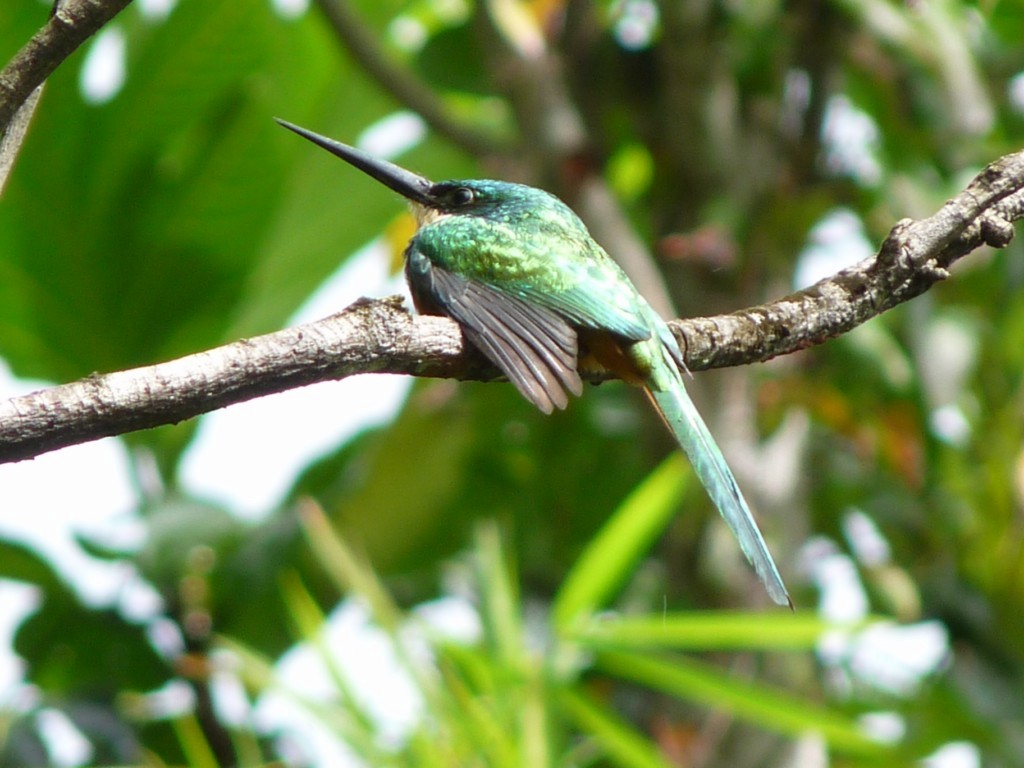 Rufous-tailed Jacamar - sanjiv parasram