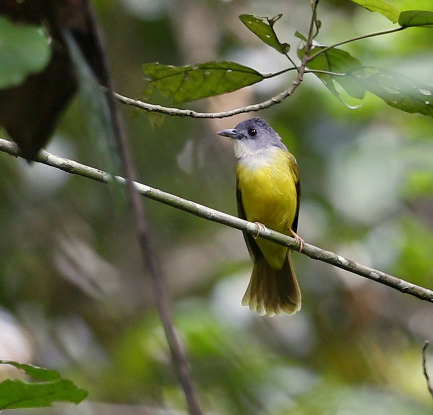 Yellow-bellied Bulbul - ML205220611