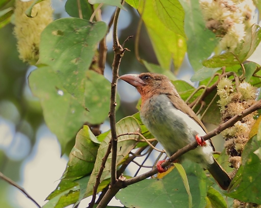 Barbudo Pardo de Borneo - ML205220651