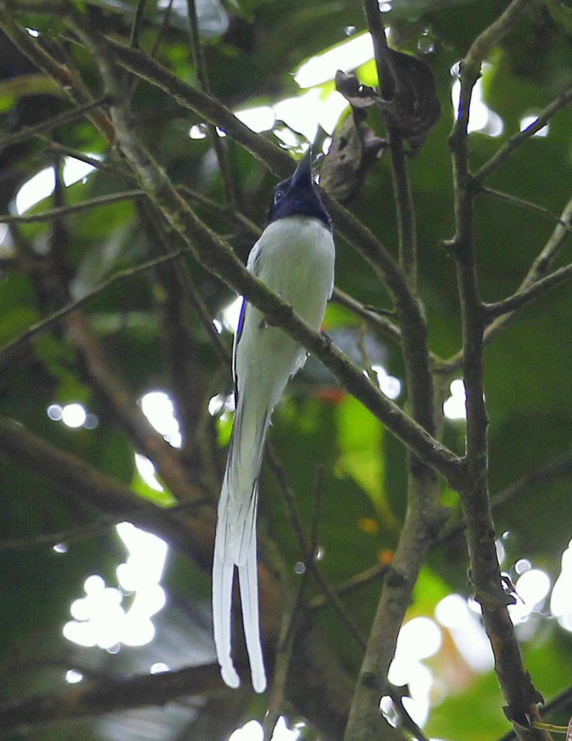 Blyth's Paradise-Flycatcher (Blyth's) - ML205220741