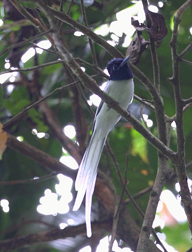 Blyth's Paradise-Flycatcher (Blyth's) - ML205220751