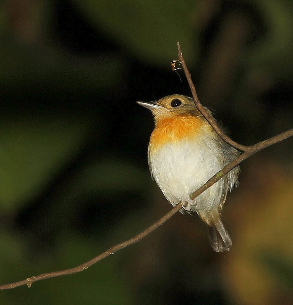 Rufous-chested Flycatcher - ML205220801