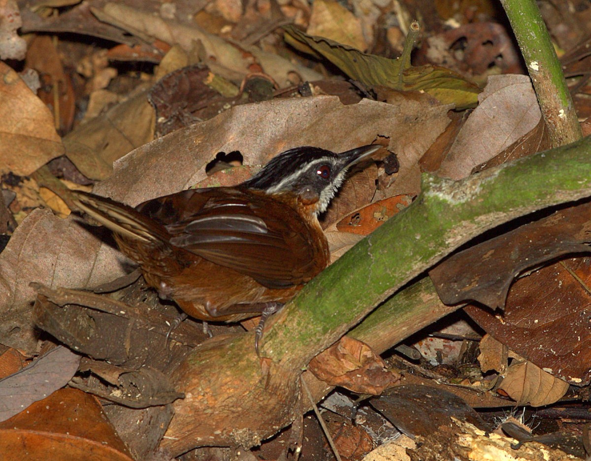 Bornean Black-capped Babbler - ML205220831