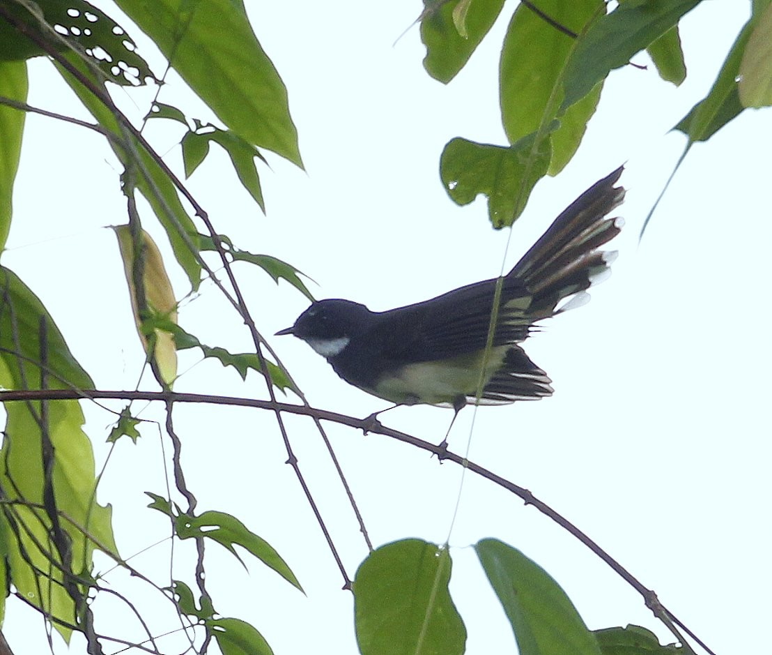 Malaysian Pied-Fantail - ML205220851