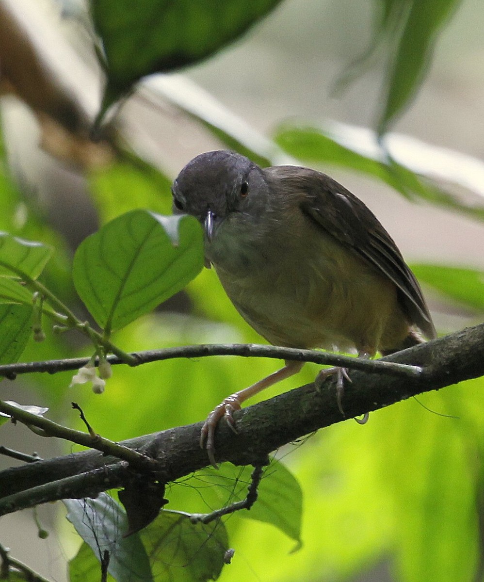 Horsfield's Babbler (Salvadori's) - Carmelo López Abad