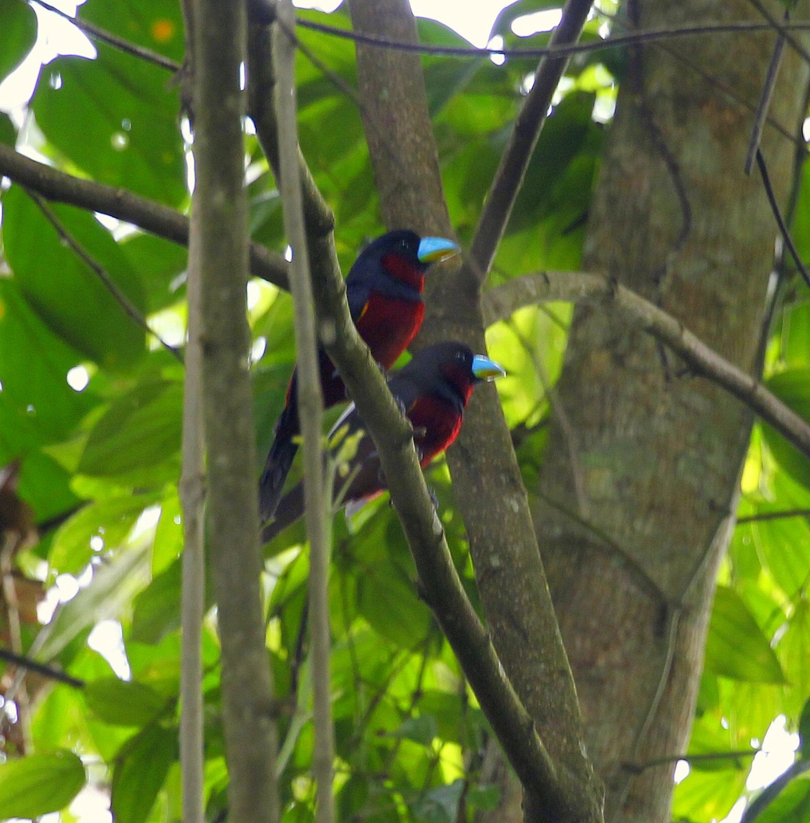 Black-and-red Broadbill (Black-and-red) - Carmelo López Abad