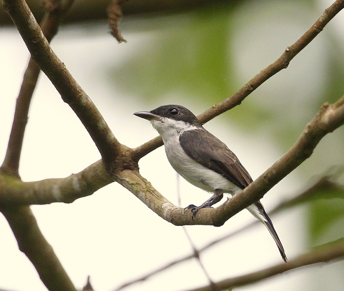 Black-winged Flycatcher-shrike - ML205220961