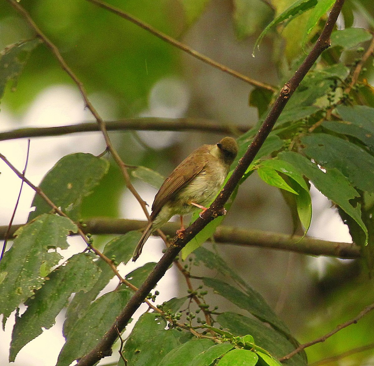 Finsch's Bulbul - ML205220981