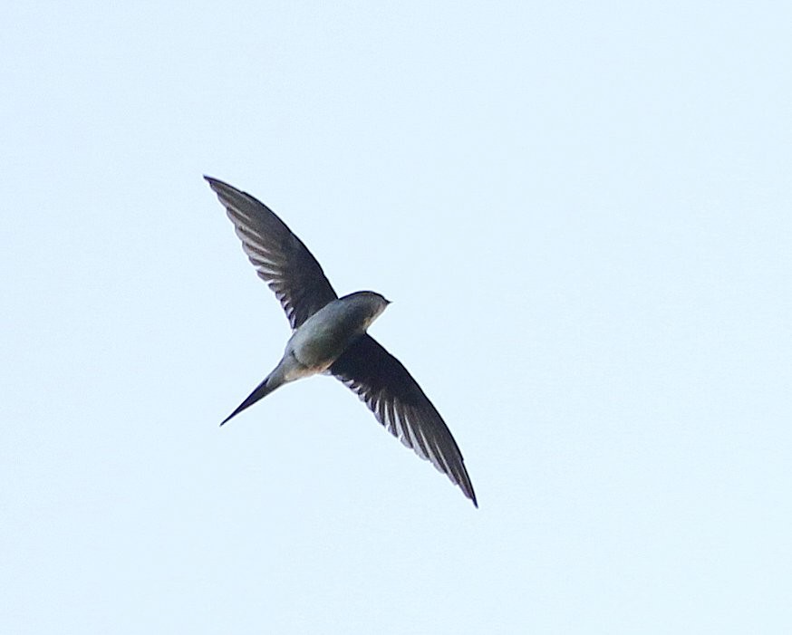 Gray-rumped Treeswift - ML205221031